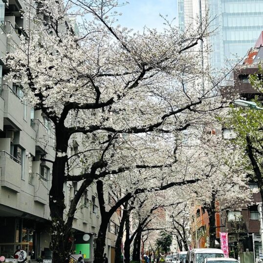 五反田界隈も桜が咲いてきました